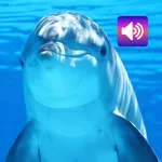 Dolphin: Sounds & Ringtones icon