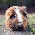 Guinea Pig sounds icon