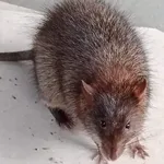 เสียงสั่นตอกเรียกหนู icon