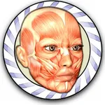 Speed Anatomy Quiz Free icon