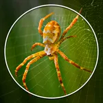 Spider Identifier: Insect ID icon