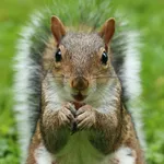 Squirrel Sounds Soundboard icon