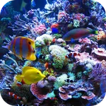 4K Aquarium Video Wallpapers icon