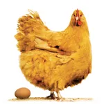 Poultry Farm Revenue Calc icon