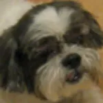 Sharecare icon