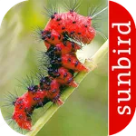 Caterpillar Id USA East Coast icon