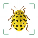 ID UK insects icon