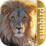 Golden Safari Guide icon