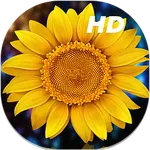 Sunflower Live Wallpapers HD icon