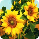 Sunflower Wallpaper icon