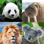 Guess: Animals Quiz icon
