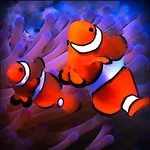 ClownFish Live Wallpaper  HD icon