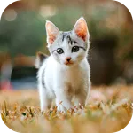 Cat Wallpaper 2025 icon