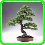 Bonsai Trees Designs icon