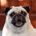 Dog Sounds- Prank your Friends icon