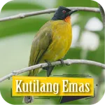 Suara Pikat Kutilang Emas icon