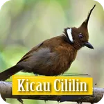 Kicau Cililin Isian Gacor icon