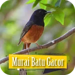 Masteran Burung Murai Batu icon