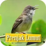 Suara Pikat Prenjak Gacor icon