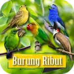 Suara Burung Ribut Pikat icon