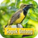 Suara Pikat Sogok Ontong icon