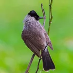 Suara Burung Kutilang Offline icon