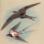 Suara Burung Walet Offline icon