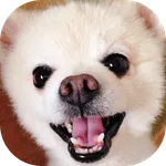 Merge Dog icon