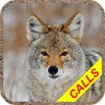 Coyote hunting calls Pro: coyo icon