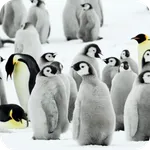 Penguins Video Live Wallpaper icon