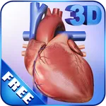 My Heart Anatomy icon