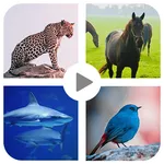 Animal sound for kids Learning icon