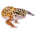 Gecko Wallpapers HD icon