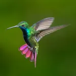 Hummingbird Wallpapers HD icon