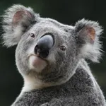 Koala Wallpapers HD icon