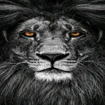Lucci puzzle icon
