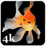 Fish Live Wallpapers icon