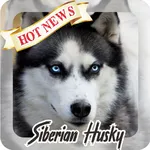 Husky Wallpaper HD icon