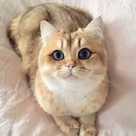 Wallpaper Kucing icon