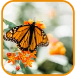 Butterfly Wallpaper icon