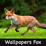 Wallpapers For Fox 2k21 icon