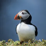 Atlantic Puffin Wallpaper HD icon
