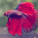Betta Fish Wallpaper HD icon