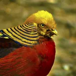 Golden Pheasant Wallpaper HD icon