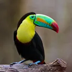 Toucans Wallpaper HD icon
