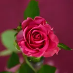 Flowers Wallpaper - Collection icon