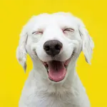 Funny Videos icon