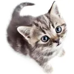 Save The Kitten icon