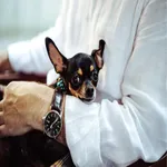 Chihuahua 4K HD Wallpapers icon