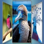 Wings of Wonders icon